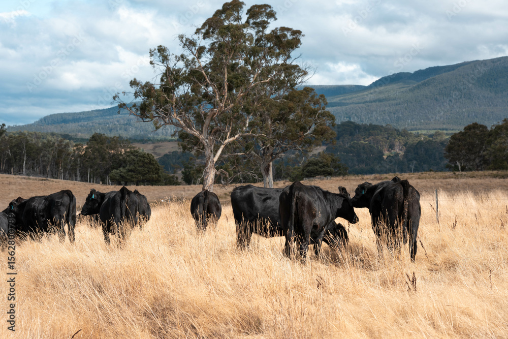 Fototapeta premium Herd of fat Cows in long grass in a field with pasture in summer