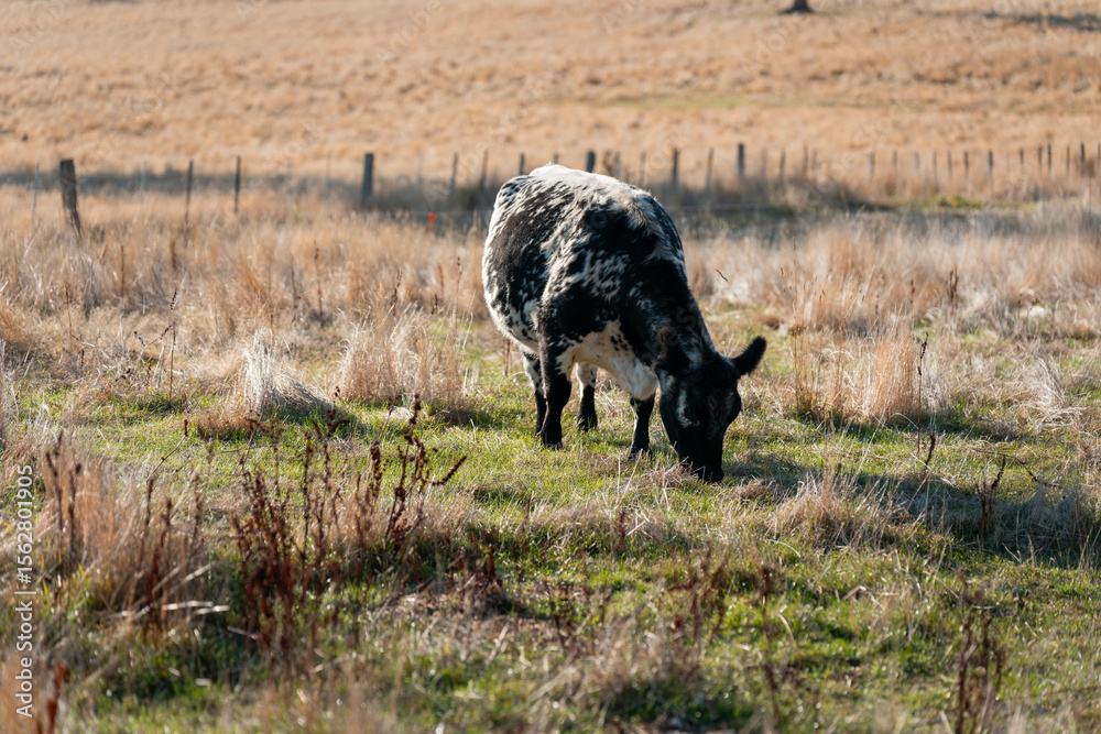 Obraz premium Herd of fat Cows in long grass in a field with pasture in summer