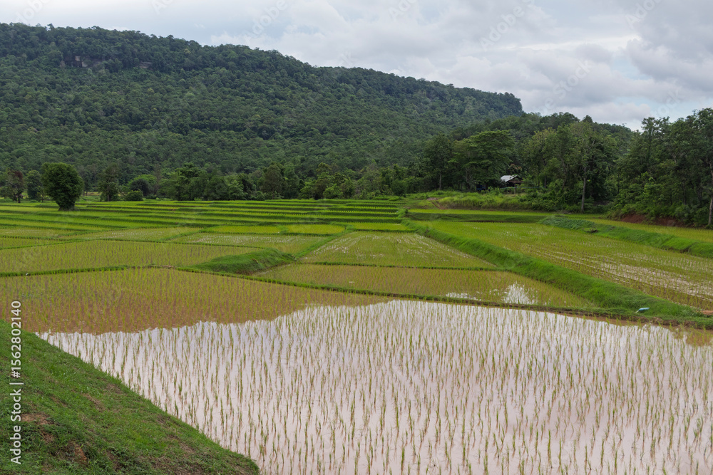 Obraz premium Vibrant green rice terraces filled with young seedlings during planting season in Phon Ngam village, Sakon Nakhon, Thailand. Serene rural landscape and agricultural beauty.