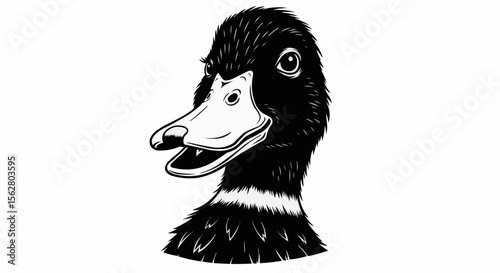 Head of a black duck