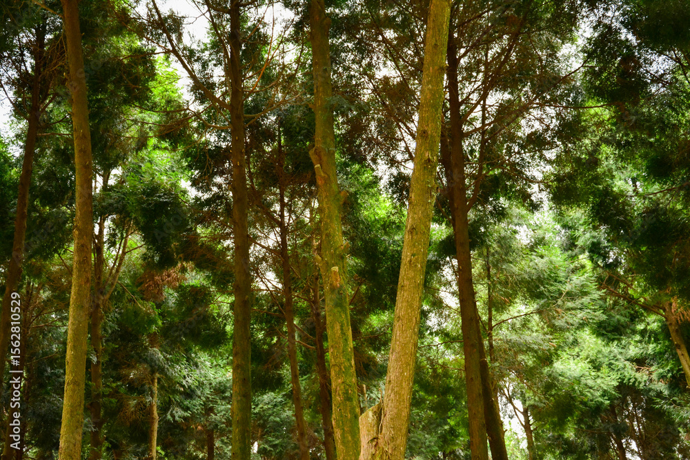 Fototapeta premium A view looking up through the trunks and green canopy of trees, with sunlight filtering down.