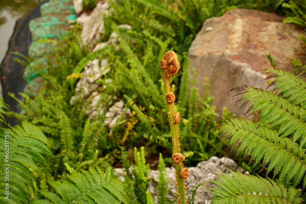 Fototapeta premium A close-up of a developing fiddlehead fern, surrounded by mature fronds and rocks. Fern frond emerging in a lush setting.