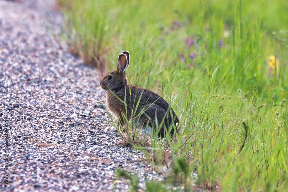 Fototapeta premium Yukon Territories, Canada