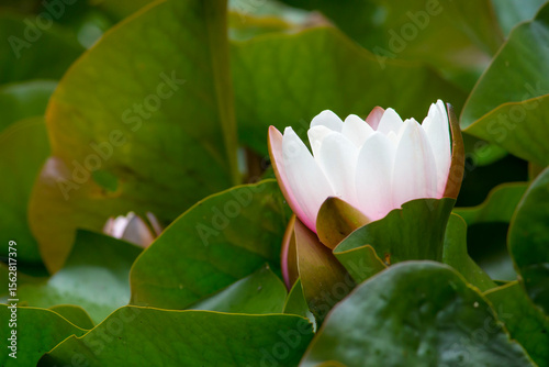 amazing attractive white lotus flowers on the water. colorful flower photography. close-up. natural lighting.