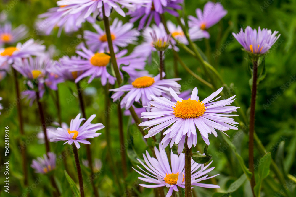 Obraz premium erigeron flowers on a blurred background with bokeh. space for text. colorful flower photography. close-up. beautiful screensaver.