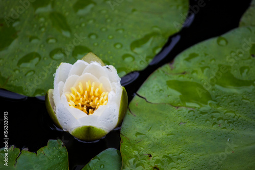 water lily. water lily on a blurred dark background with bokeh. space for text. colorful flower photo. close-up. beautiful screensaver.