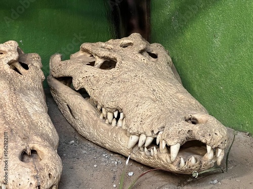 CABEZA DE COCODRILO