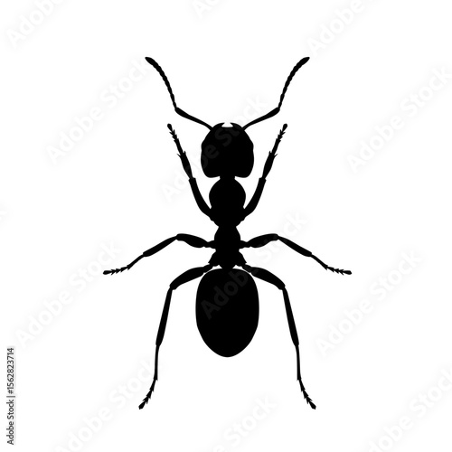 Black ant silhouette isolated on white background. Insect vector illustration perfect for biology, pest control, nature study, and educational conten
