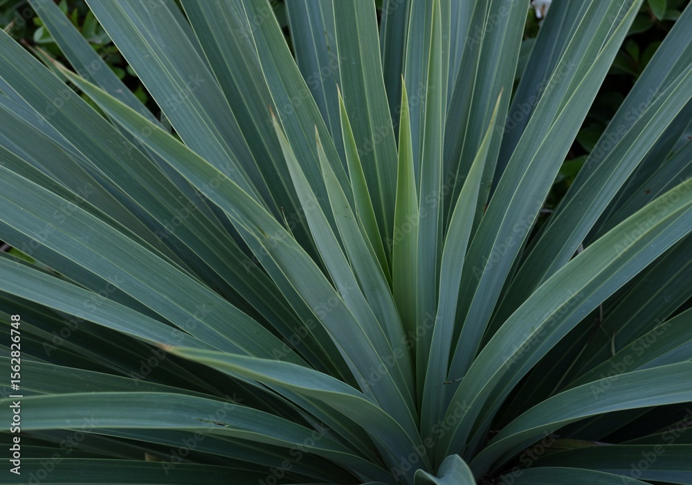 Fototapeta premium Close-up of Striking Blue-Green Plant Leaves Textured, Architectural Foliage