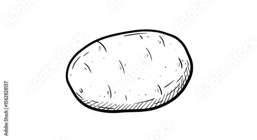 Vector Hand Drawn Potato Doodle – Outline Sketch Illustration for Food, Web, and Infographics