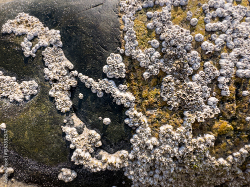 Barnacle ocean stone background still life 
