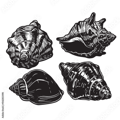 Detailed black and white illustration of an ornament set of seashells on a white background