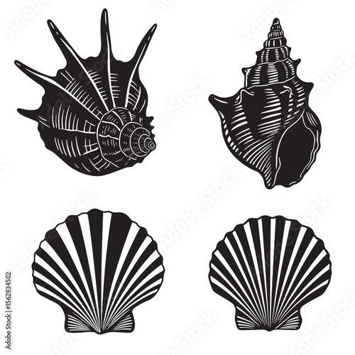 Elegant ornament set of four detailed seashell illustrations in a classic black and white graphic style