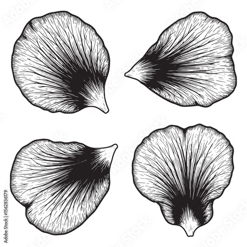Intricate black and white botanical ornament set of four detailed flower petals
