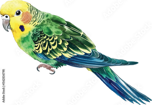 Budgie Parrot Watercolor  - Vibrant Green and Yellow vector illustration