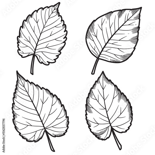 Simple hand drawn leaf set ornamental black and white vector illustration