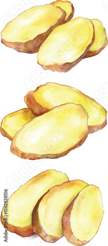 Ginger Slices Watercolor  vector illustration