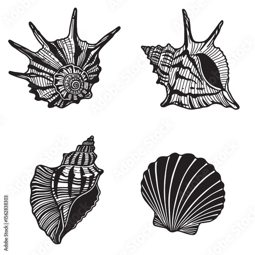 Vector illustration of a decorative ornament set featuring seashells in black and white designs