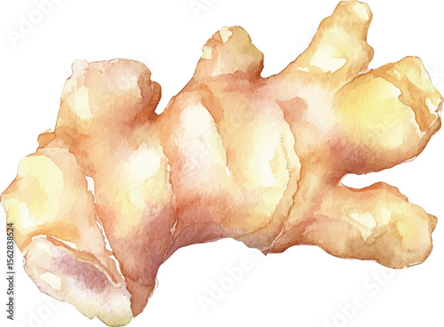 Ginger Root Watercolor  - Isolated on White vector illustration