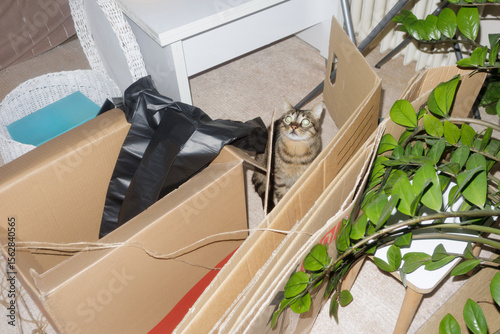 cat sits among boxes during move