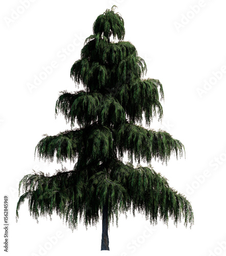 Tree without background, transparent background, Spruce tree, Pine tree