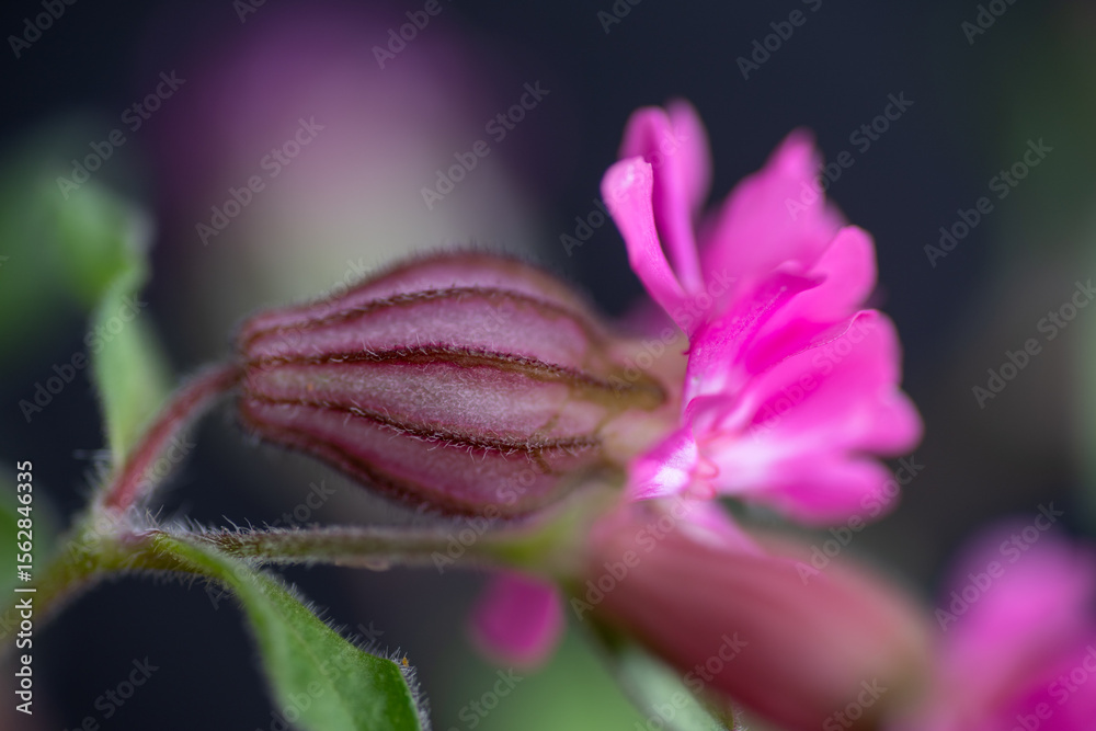 Fototapeta premium Close up of Silene 'Sibella Carmine' Pink Flowers