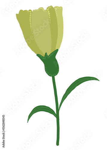 green plant isolated on white