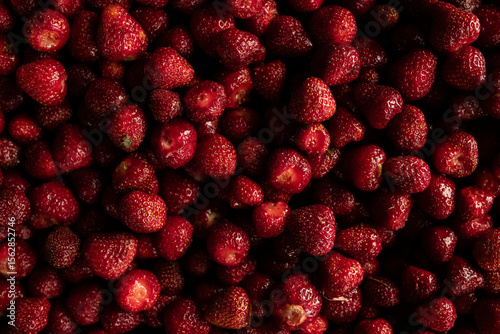 Freshly Harvested Strawberries