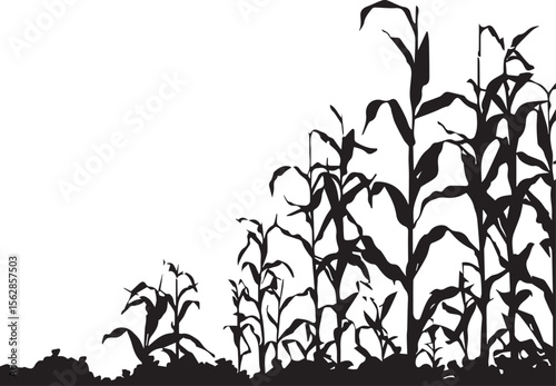 Silhouette of growing corn with leaves black on white background 