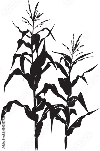 Silhouette of growing corn with leaves black on white background 