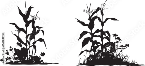 Silhouette of growing corn with leaves black on white background 
