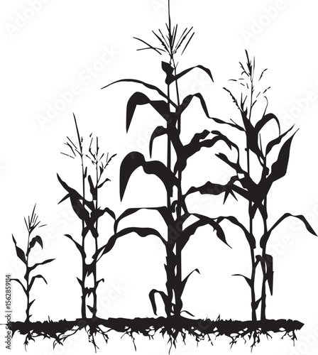 Silhouette of growing corn with leaves black on white background 