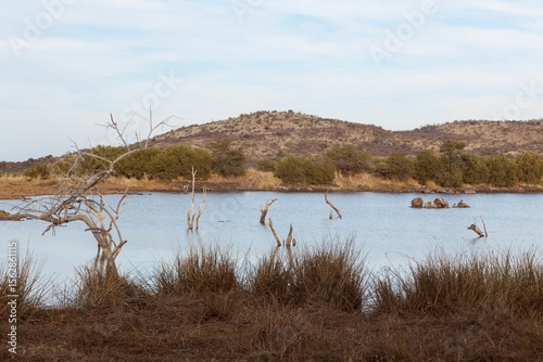 hippos are resting in flat design waterhole scene with dead tree trunks and sedge clumps