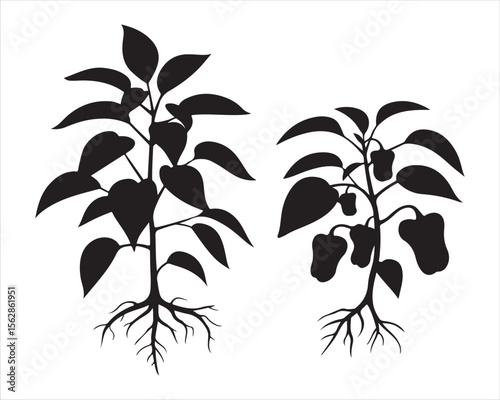 Two stylized black pepper plants with visible roots and leaves silhouette