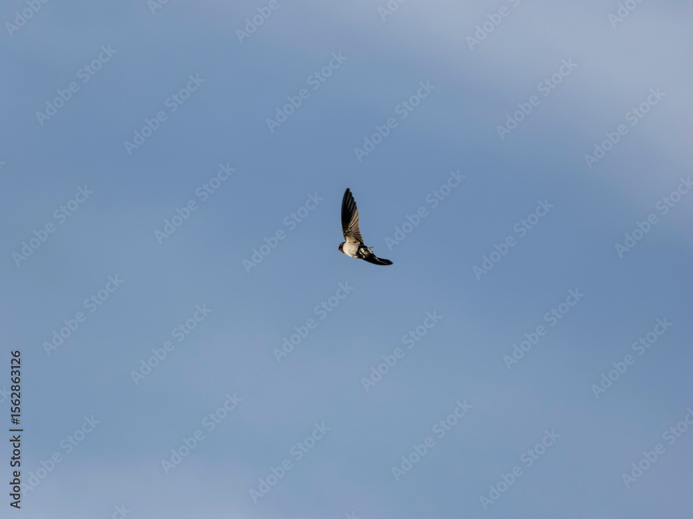 Obraz premium 青空を飛ぶツバメ