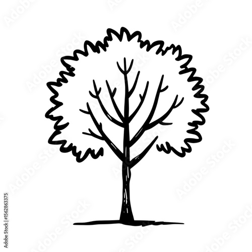 Cartoon Tree Outline Drawing