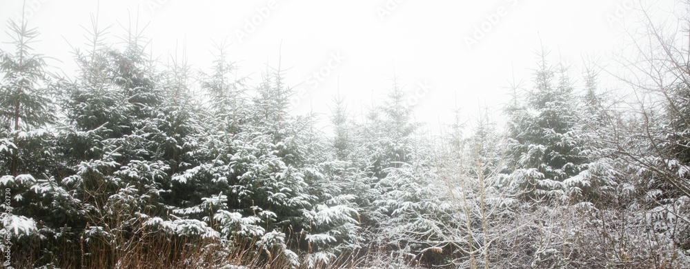 Fototapeta premium Snow covered trees in forest