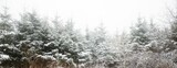 Snow covered trees in forest