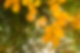 Blurry of autumn trees on a sunny day