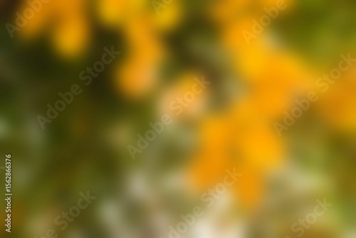 Blurry of autumn trees on a sunny day