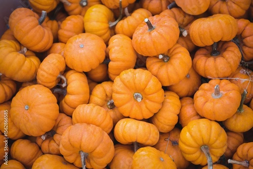 Small orange pumpkins are piling in flat design with vertical ridges, stems, transparent background