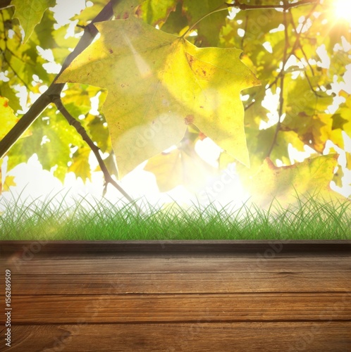 Sun shining through leaves