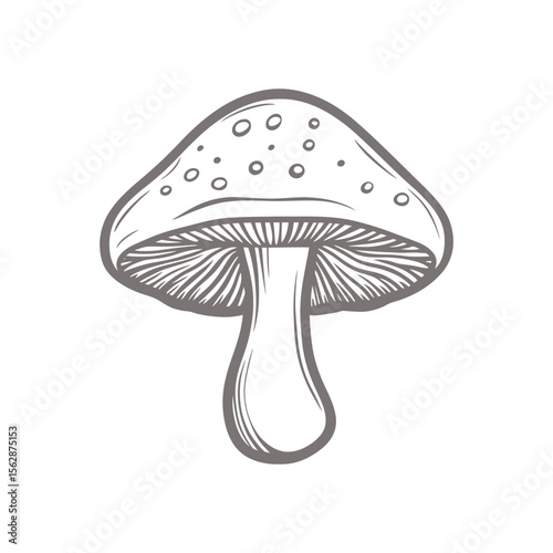 Mushroom Vector – Isolated Edible Fungus Illustration on White Background

