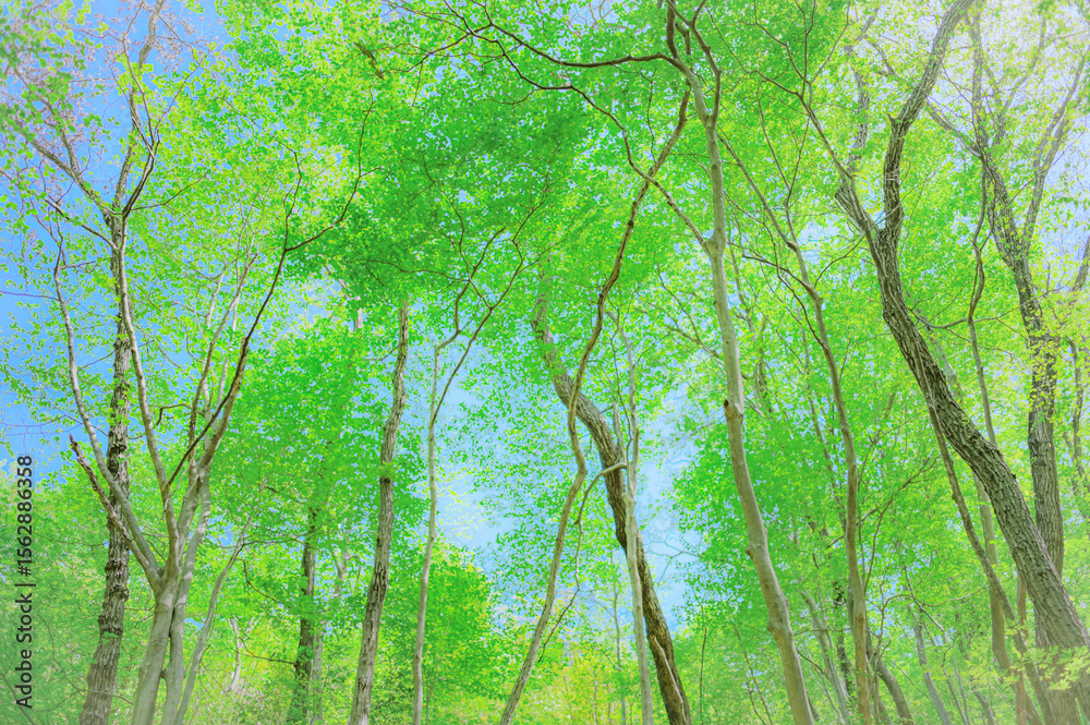 Fototapeta premium 森を見上げる癒しの風景