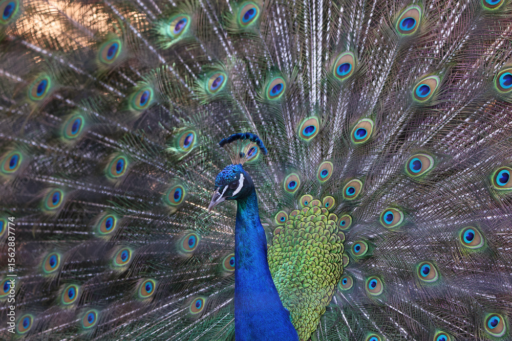 Naklejka premium Peacock portrait with his open tail, zoom in
