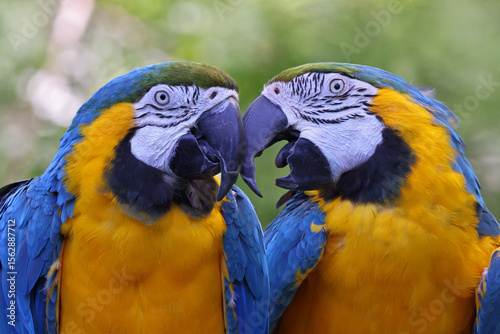 Blue and Yellow Macaws portrait on a green background