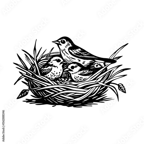 A vintage style illustration showing finch nest