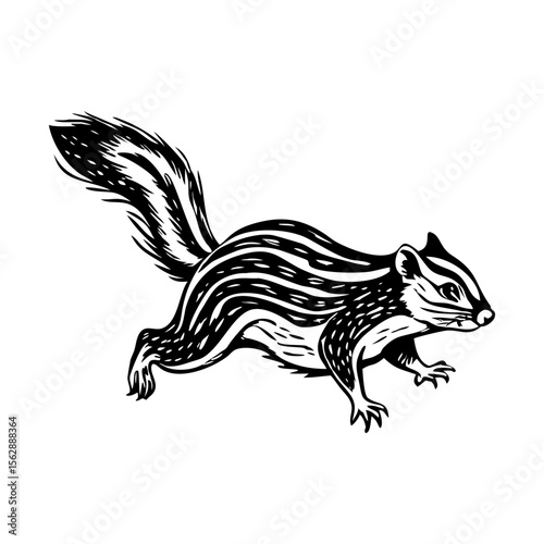 A vintage style illustration showing squirrel