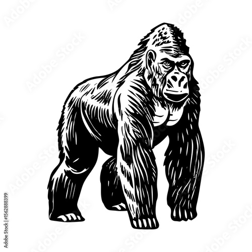 A vintage style illustration showing a big gorilla