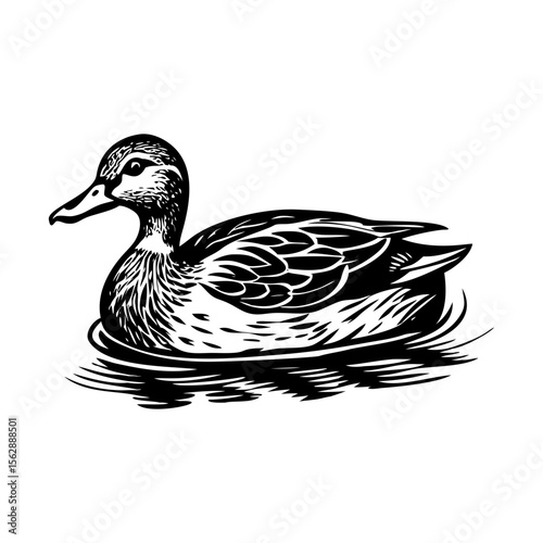 A vintage style illustration showing mallard